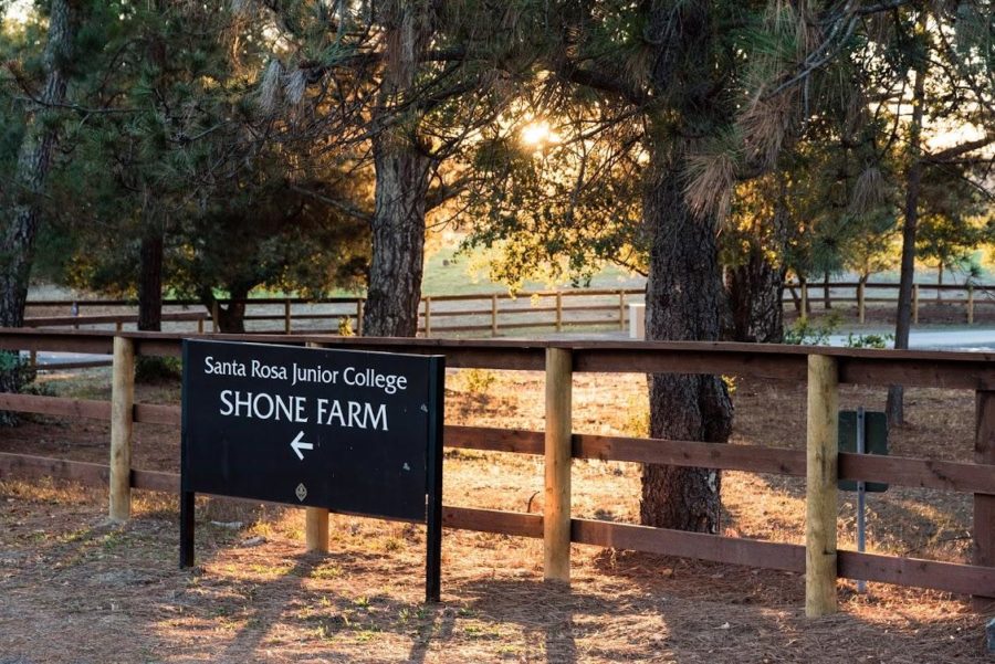 Shone Farm, a 365-acre “outdoor learning laboratory,” is home to SRJC’s agriculture/natural resources department and one of the source’s of food for the college’s cafeteria.