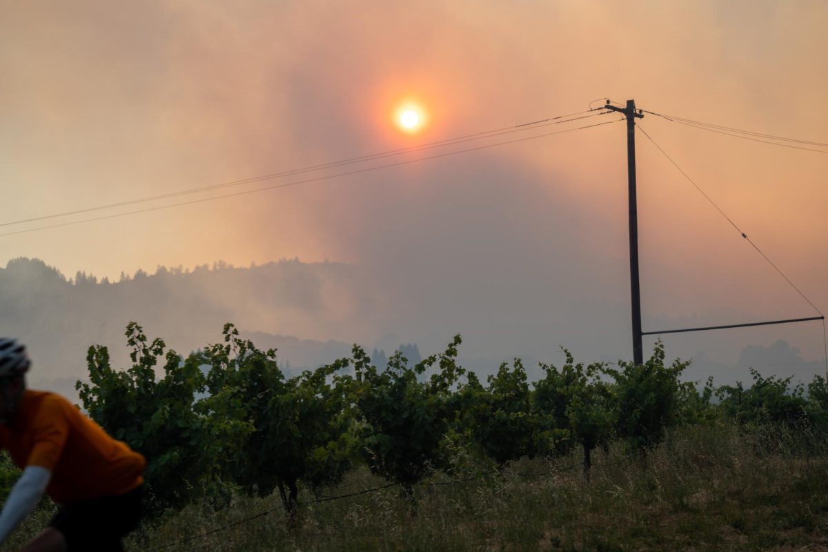 Darker smoke billows over a vineyard on Skaggs Springs Road during the Point Fire in Dry Creek Valley on Sunday, June 16, 2024.