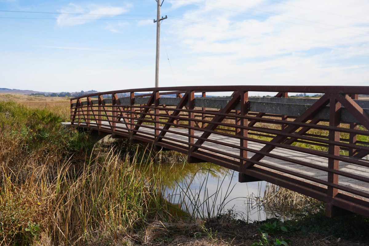 The suspect fled into the Petaluma River, floating near the Alman Marshes. 80 acres of preserved land, used as a common trailhead and nature observation deck. The apprehension was near the marshes, behind the Sheraton Hotel off of Lakeville Highway on Tuesday, Nov. 5.