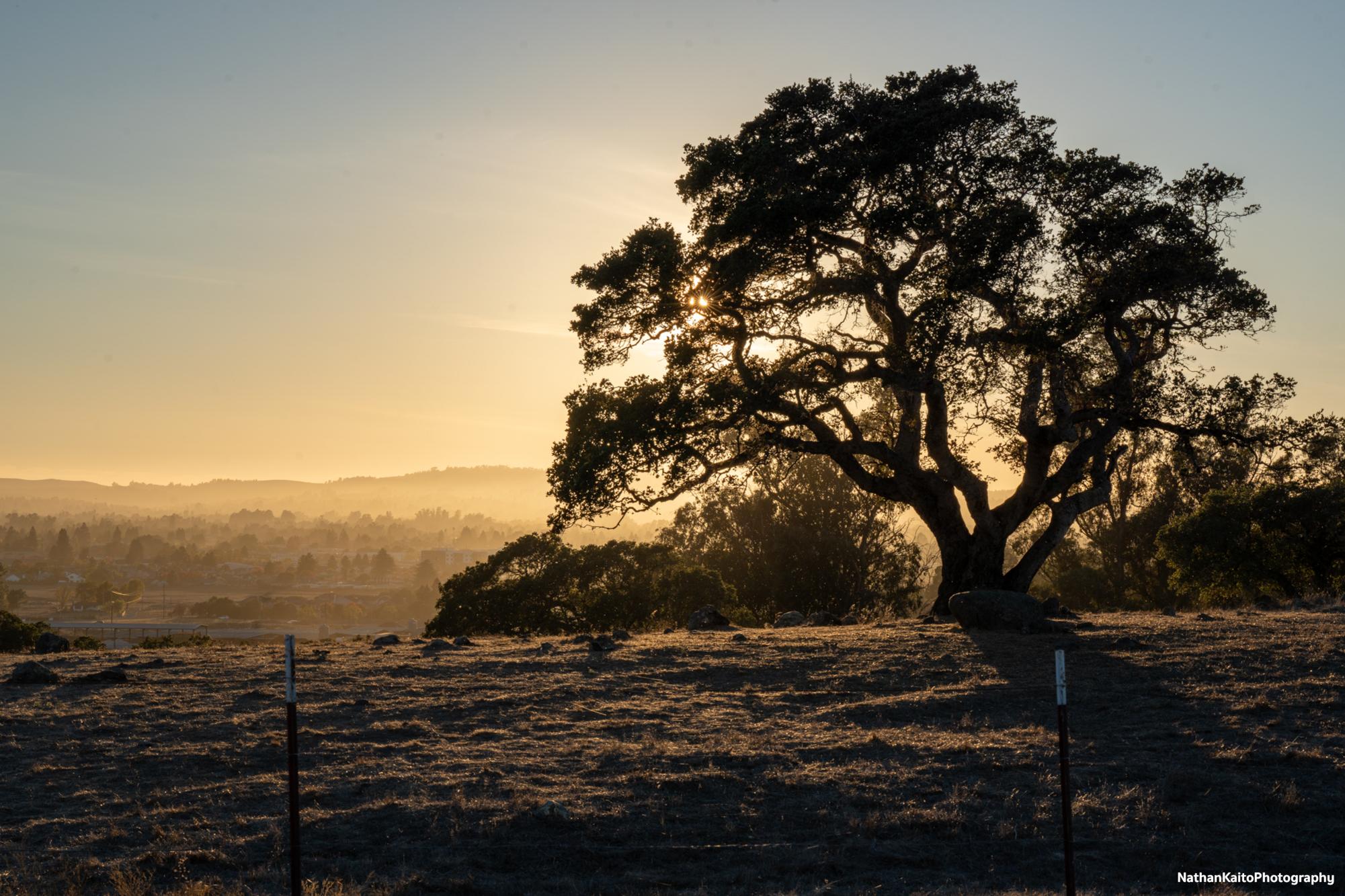 The sun paints the sky orange and encompasses the disc golf course at Taylor Mountain Regional Park in Santa Rosa 